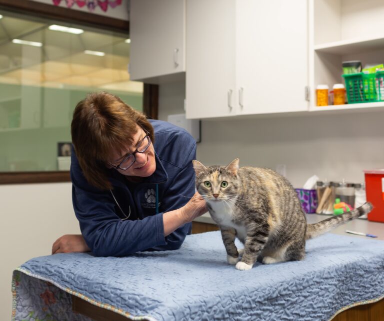 Small Cell Lymphoma in Cats: Diagnosis, Treatment, and What to Expect ...