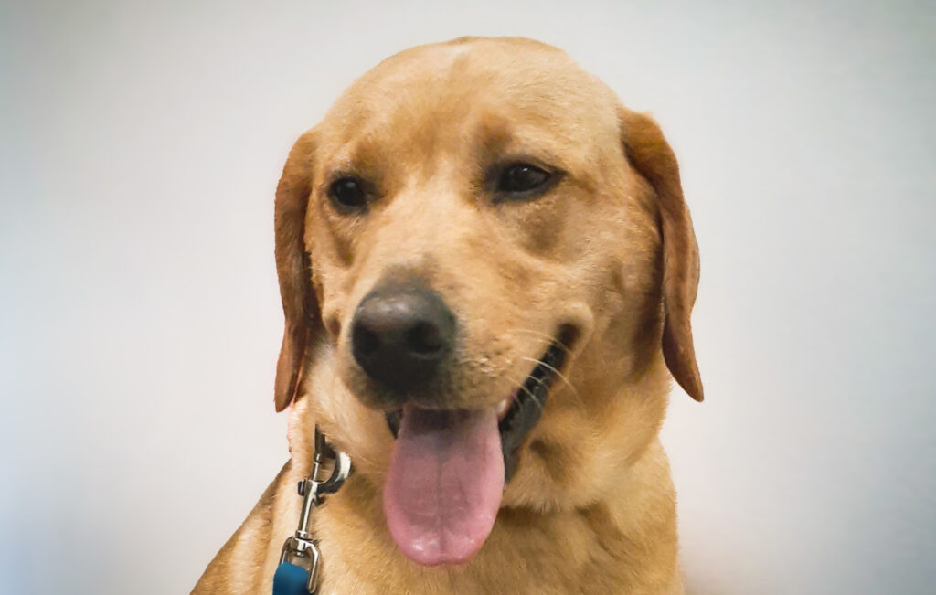 A portrait of Clover, the dog.