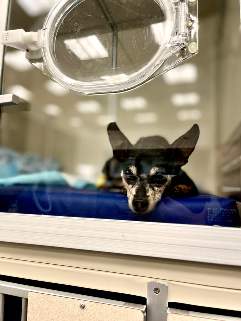 Dog receiving oxygen, showing signs of shock in pets