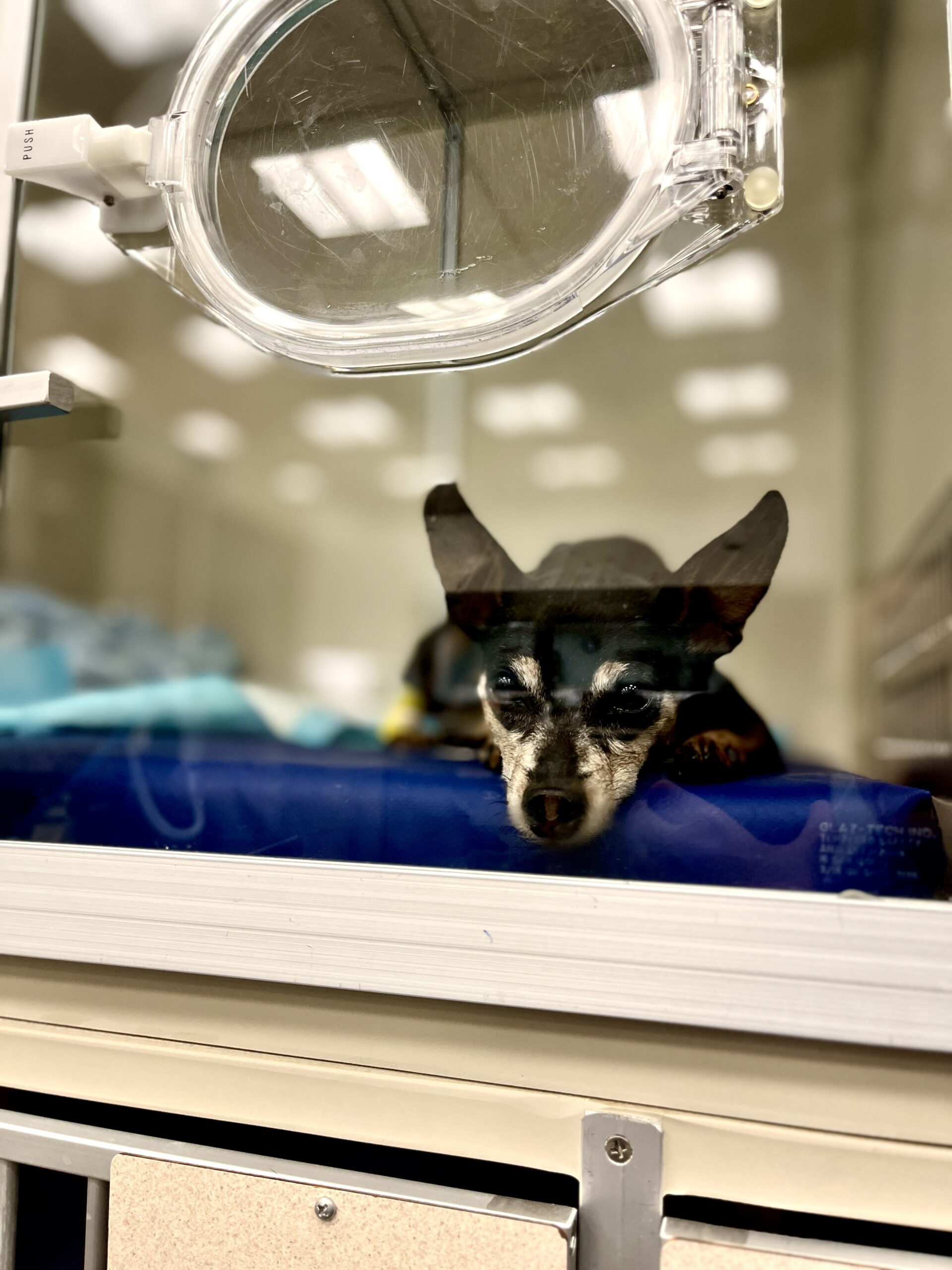 Dog receiving oxygen, showing signs of shock in pets