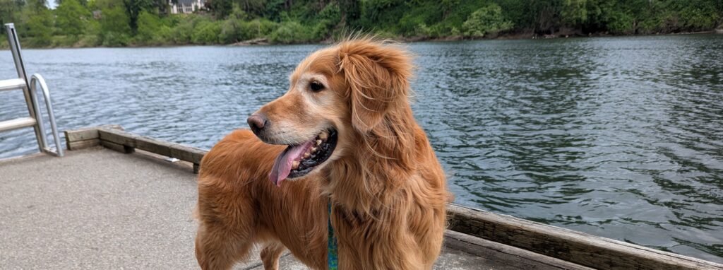 Golden Retriever named Benny who has PLN and IBD.