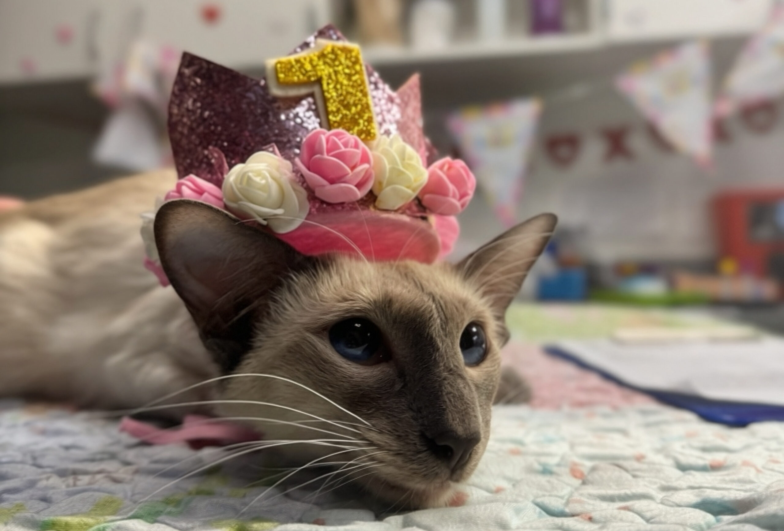 A balinese cat who has been treated for FIP.