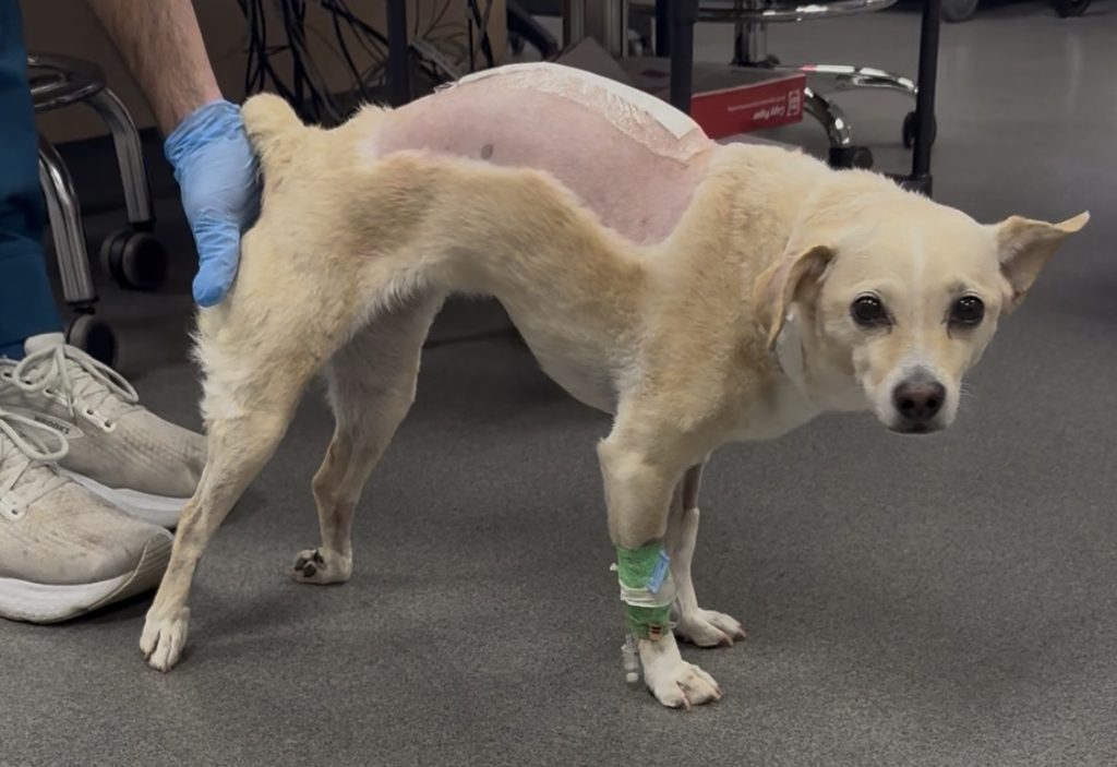 Patient knuckling on hind limb.
